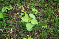 Urtica dioica
