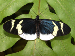 Heliconius eleuchia