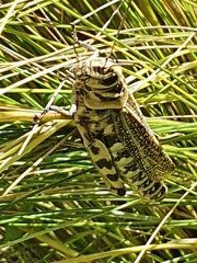 Diponthus argentinus