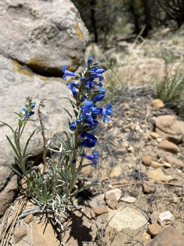 Penstemon angustifolius var. angustifolius