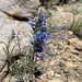 Penstemon angustifolius angustifolius - Photo (c) Sam Jolly, some rights reserved (CC BY-NC), uploaded by Sam Jolly