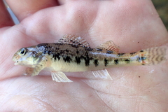 Etheostoma