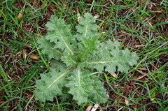Cirsium vulgare
