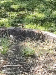 Pelophylax