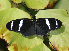 Heliconius antiochus