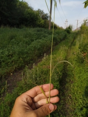 Bromus arvensis