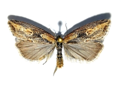 Doloploca punctulana