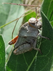 Prionotropis hystrix