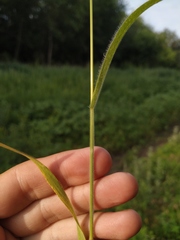 Bromus arvensis