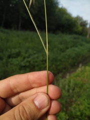 Bromus arvensis