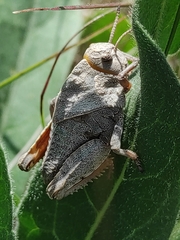 Prionotropis hystrix