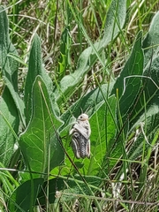 Prionotropis hystrix