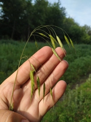 Bromus arvensis