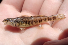 Etheostoma zonale