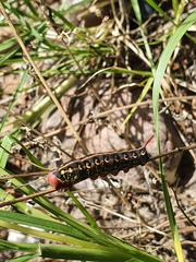 Hyles euphorbiarum