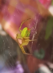 Araniella opisthographa