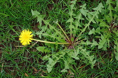 Taraxacum officinale