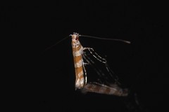 Acrocercops hedymopa