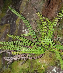Asplenium trichomanes trichomanes