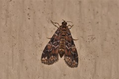 Elophila difflualis