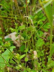 Arenaria leptoclados