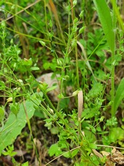 Arenaria leptoclados