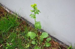 Barbarea vulgaris