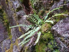 Asplenium trichomanes trichomanes