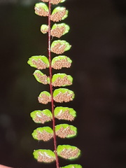 Asplenium trichomanes trichomanes