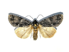 Acronicta concerpta