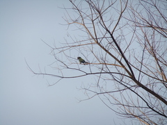 Primolius auricollis