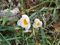 Crocus biflorus
