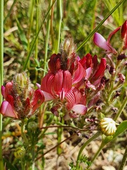 Onobrychis humilis matritensis