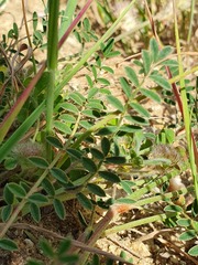 Onobrychis humilis matritensis