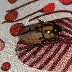 Cyclocephala mafaffa