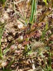 Onobrychis humilis matritensis