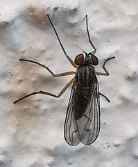 Dolichopodidae
