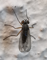 Dolichopodidae