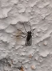 Dolichopodidae