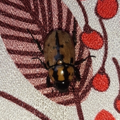 Cyclocephala mafaffa