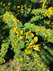 Chamaecytisus ruthenicus