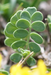 Coronilla vaginalis