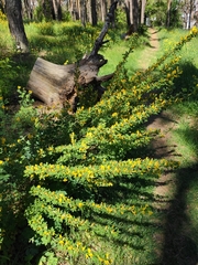 Chamaecytisus ruthenicus