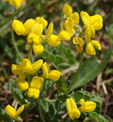 Coronilla vaginalis