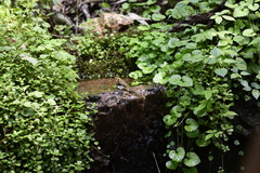 Abroscopus albogularis