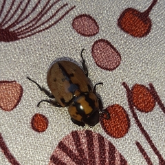 Cyclocephala mafaffa