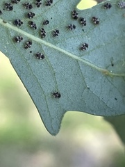 Corythucha floridana