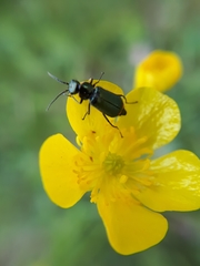 Malachius bipustulatus