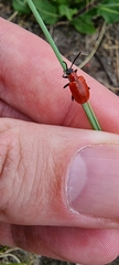 Lilioceris lilii