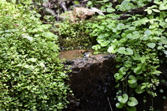 Abroscopus albogularis